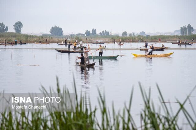 مراسم قرقشکنی ماهی در آببندانهای روستای رمنت بابل+تصویر