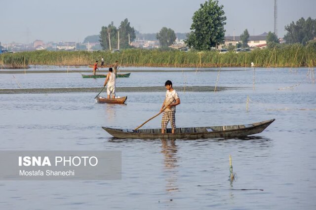 مراسم قرقشکنی ماهی در آببندانهای روستای رمنت بابل+تصویر