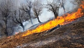 درختان راش در حال سوختن/ جنگل چمستان منتظر بارش رحمت الهی