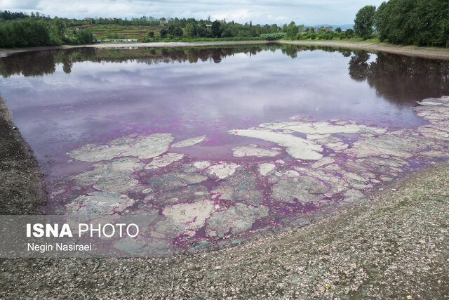 آببندان گتاب بابل در مازندران صورتی شد!