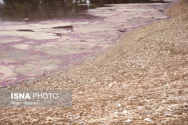 آببندان گتاب بابل در مازندران صورتی شد!