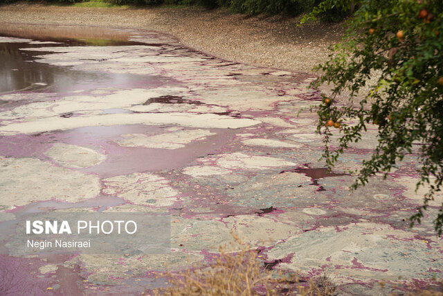 آببندان گتاب بابل در مازندران صورتی شد!