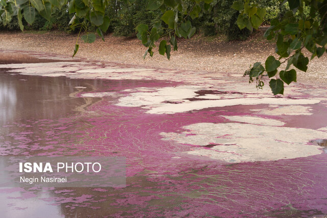 آببندان گتاب بابل در مازندران صورتی شد!