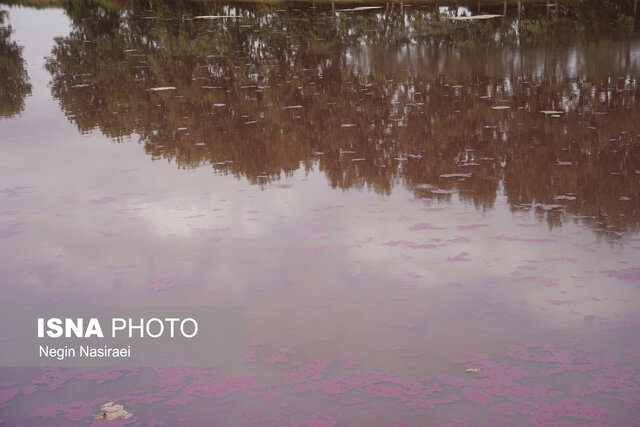 آببندان گتاب بابل در مازندران صورتی شد!