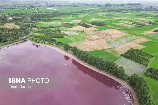 آببندان گتاب بابل در مازندران صورتی شد!