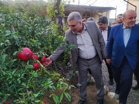 برنجکار شمالی نباید متضرر شود