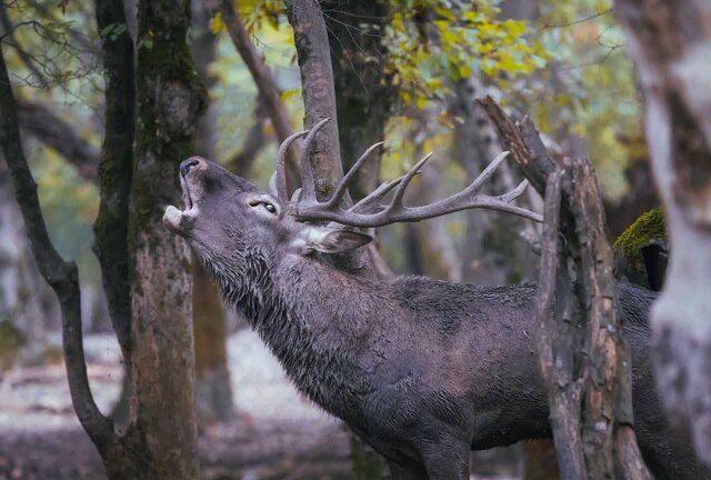 گاوبانکی فصل سمفونی عاشقانه مرالها