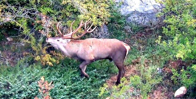 گاوبانکی فصل سمفونی عاشقانه مرالها