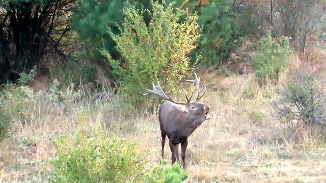 گاوبانکی فصل سمفونی عاشقانه مرالها