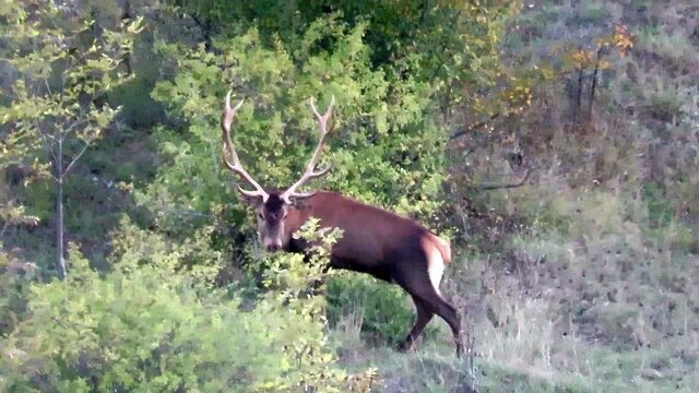 گاوبانکی فصل سمفونی عاشقانه مرالها