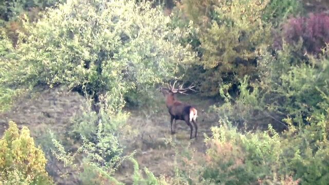 گاوبانکی فصل سمفونی عاشقانه مرالها