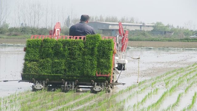 پرتقال در صدر تولید مرکبات محمودآباد