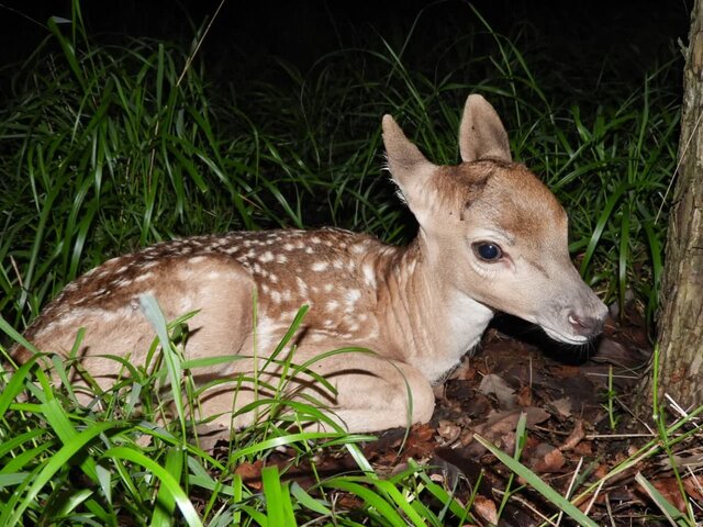 تولد ۱۳ رأس گوزن زرد و قرمز در پناهگاه حیات وحش «دشت ناز» و «سمسکنده»