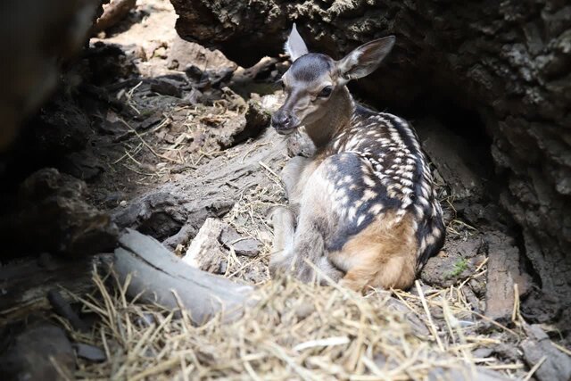 تولد ۱۳ رأس گوزن زرد و قرمز در پناهگاه حیات وحش «دشت ناز» و «سمسکنده»