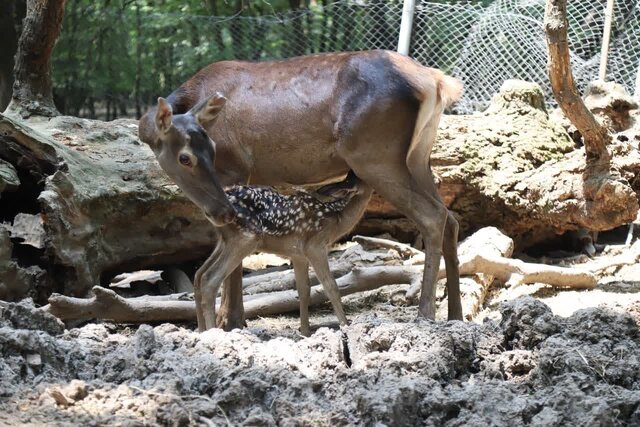 تولد ۱۳ رأس گوزن زرد و قرمز در پناهگاه حیات وحش «دشت ناز» و «سمسکنده»
