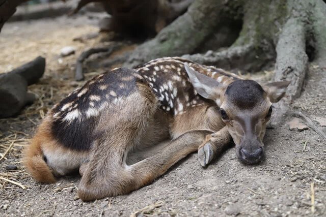 تولد ۱۳ رأس گوزن زرد و قرمز در پناهگاه حیات وحش «دشت ناز» و «سمسکنده»