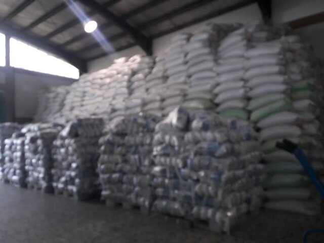 آغاز فاز دوم خرید برنج کشاورزان در بابل