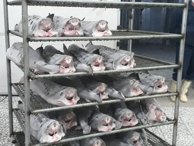 شروع صادرات ماهیان خاویاری از مازندران