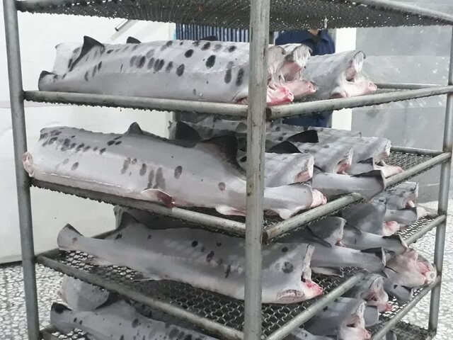 شروع صادرات ماهیان خاویاری از مازندران