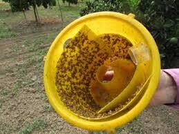 ردیابی مگس میوه در ۲۰۰ هکتار باغهای محمودآباد