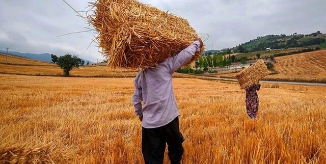 آتش زدن کاه و کلش پیگرد قانونی دارد