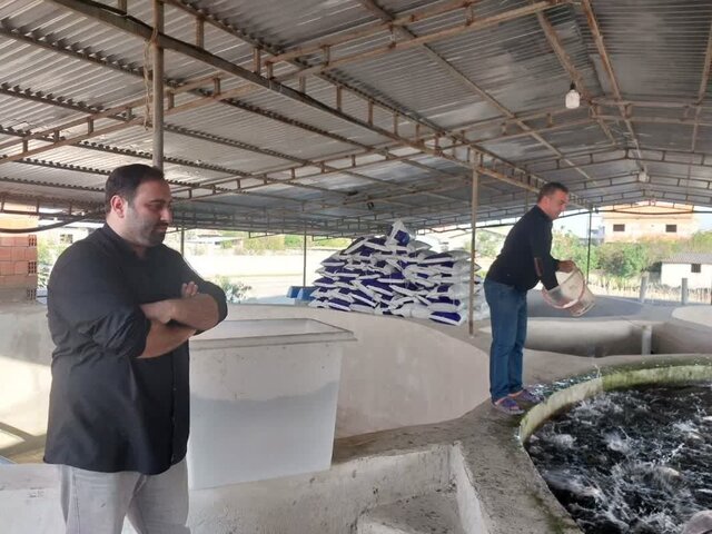 رونق صنعت شیلاتی در بابل/ کارآفرینان نیازمند حمایت مسئولان هستند