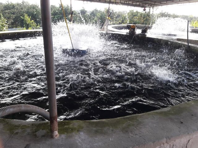 افزایش ۱۳ درصدی تولید انواع آبزیان در خراسان رضوی