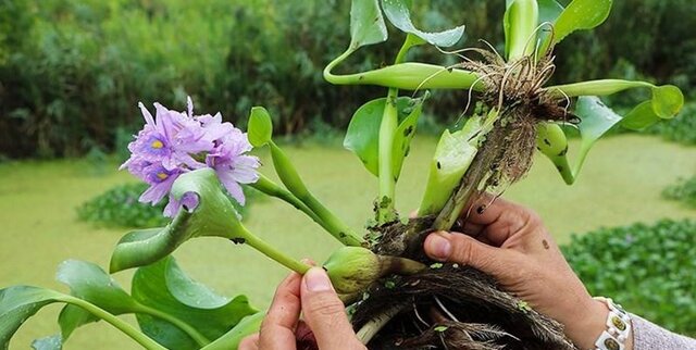 ریشه کنی "سنبل آبی" از آببندان آغوزبن بابل