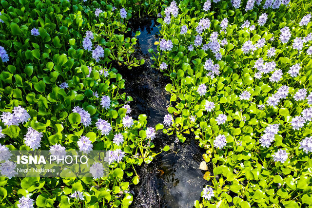 افزایش رویش «شیطان آبی» در آببندان بابل