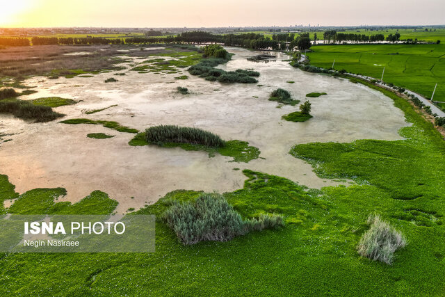 ریشه کنی "سنبل آبی" از آببندان آغوزبن بابل