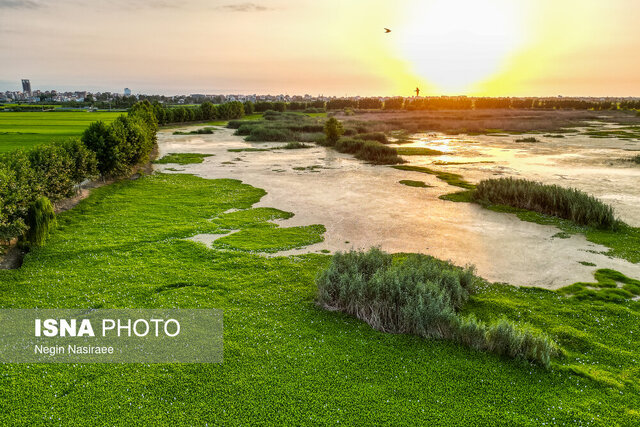 «شیطان آبی» سوزانده و دفن میشود