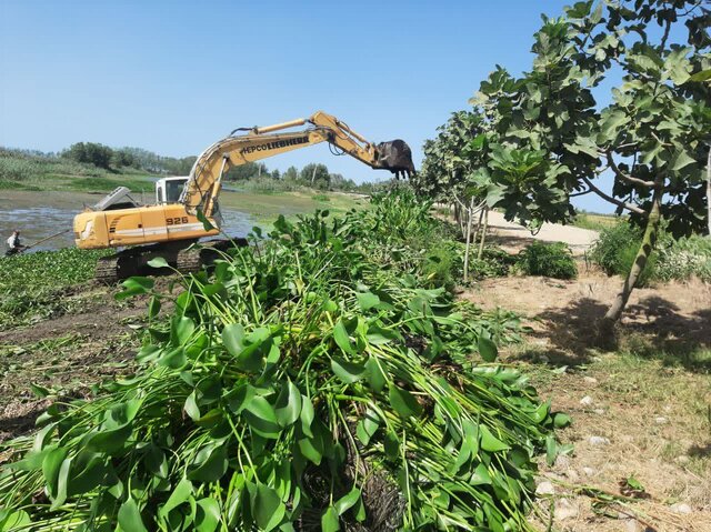 ریشه کنی "سنبل آبی" از آببندان آغوزبن بابل