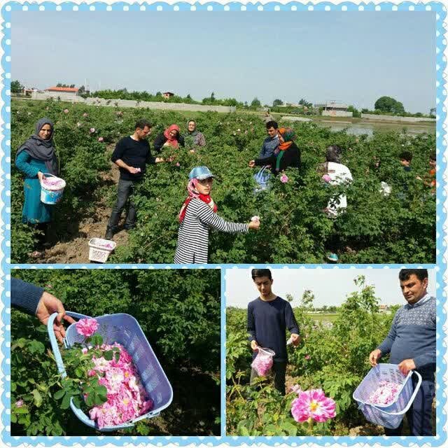 بزرگترین شرکت فرآوری گیاهان دارویی در بابل احداث می شود