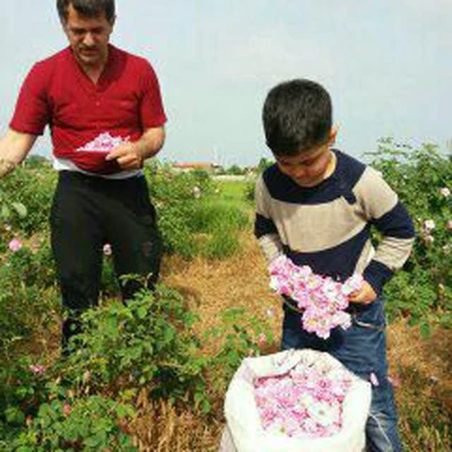 بزرگترین شرکت فرآوری گیاهان دارویی در بابل احداث می شود