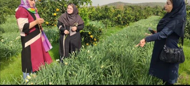 بزرگترین شرکت فرآوری گیاهان دارویی در بابل احداث می شود