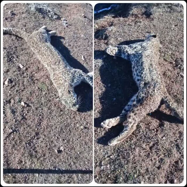 پیدا شدن لاشه یک قلاده پلنگ در بخش کجور نوشهر