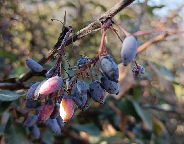 دراسله، بوم نقاشی خداوند