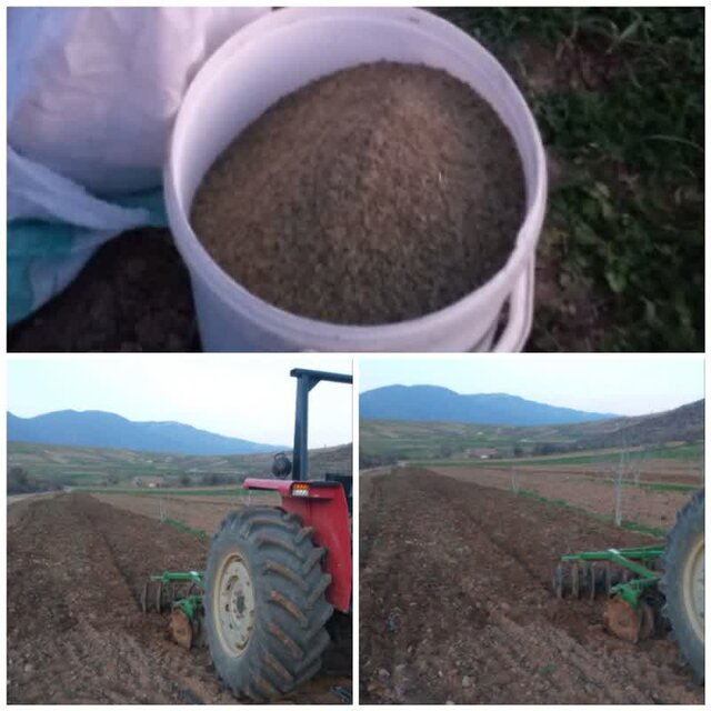 کشت نخستین زیره سبز در ساری