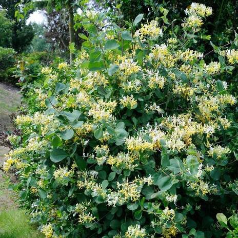 بازار گل و گیاه در محمودآباد سکه شد
