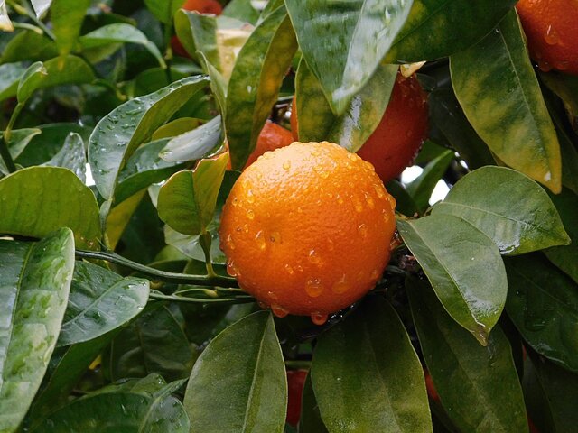 نارنج ، ظرفیتی مغفول مانده در مازندران