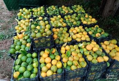 نارنج ، ظرفیتی مغفول مانده در مازندران