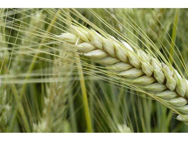 بررسی ۵۱ فقره پرونده تغییر کاربری اراضی کشاورزی در مازندران
