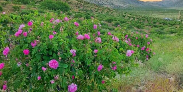 گیاهان دارویی، ثروت مغفول در مازندران