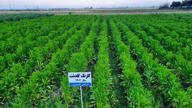 سیاست ۳ کشت در استان‌های شمالی کشور هدفگذاری شد