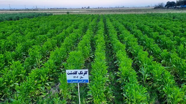 چرا عمر سموم شیمیایی در کشاورزی به پایان نمیرسد؟