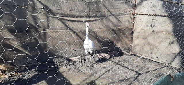 زمستان گرم بین درنای «رویا و امید» فاصله انداخت