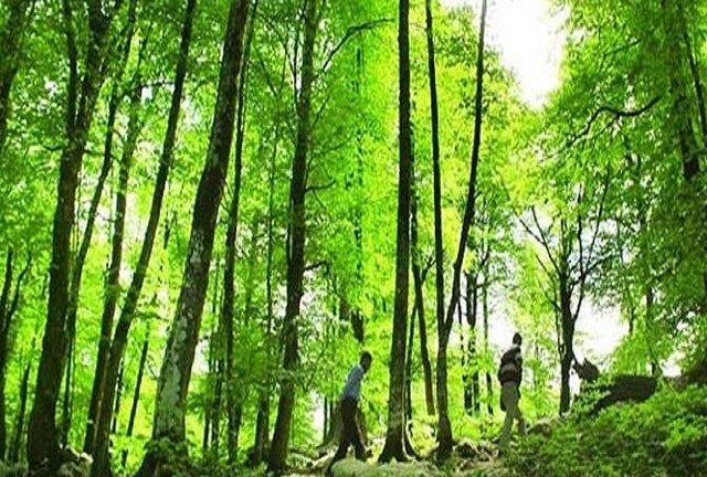 اقدام جهادی برای نجات جنگل