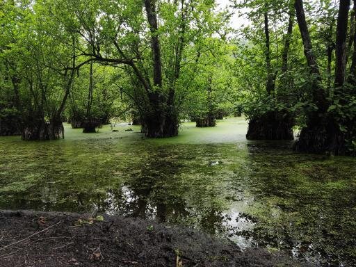 مرداب قادیکلا، سفر در پستوهای جنگل
