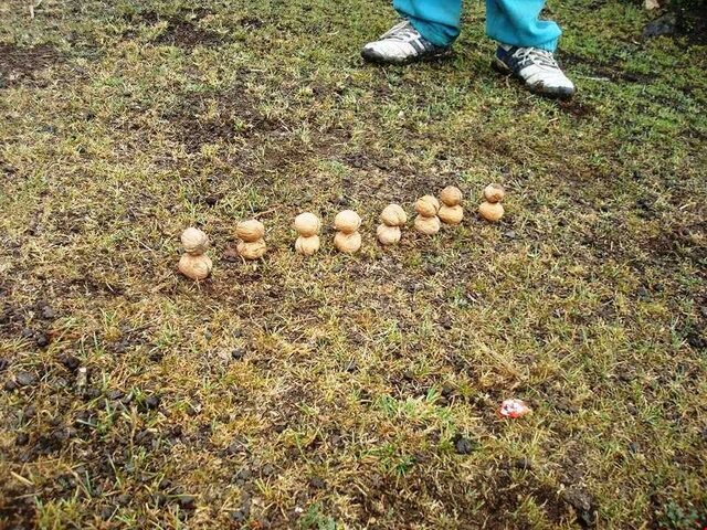 تلخی فراموشی زمانه بر سنتهای شیرین نوروزی/ شناسایی حدود ۱۰۰ بازی بومی ومحلی درمازندران