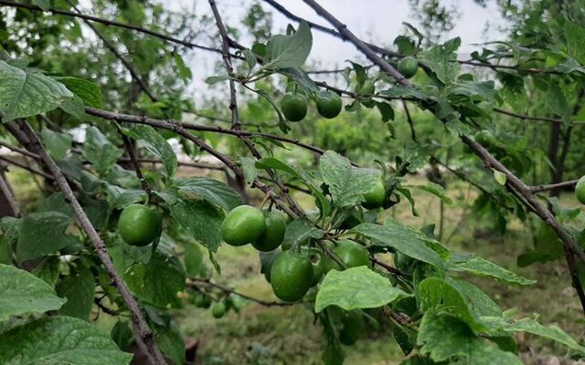 «هَلی کُتِنی» پرطرفدارترین دسر بهاره مازندران